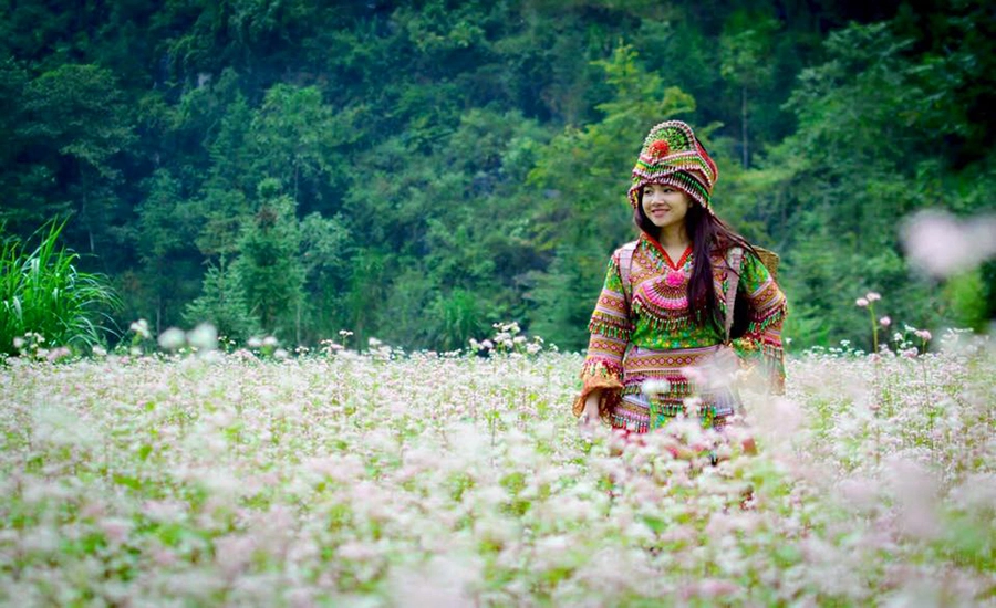 Chinh phục cực Bắc tổ quốc với tour Hà Giang 3 ngày 2 đêm 4 tingotravel ha giang mua hoa tam giac mach 01 09fdf9a6 d44f 4ef0 8b8e dc7b29f7961c