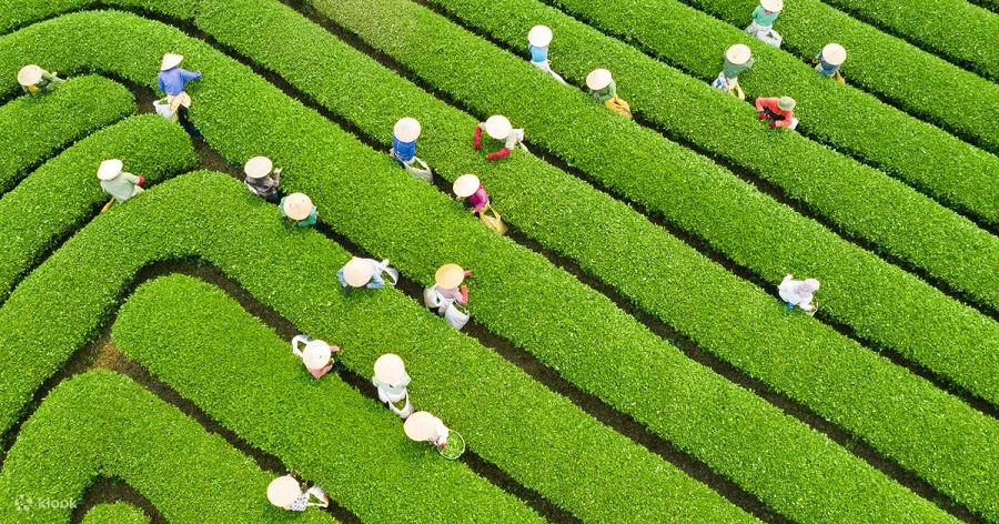 Lịch trình tour du lịch Mộc Châu mới nhất 2024